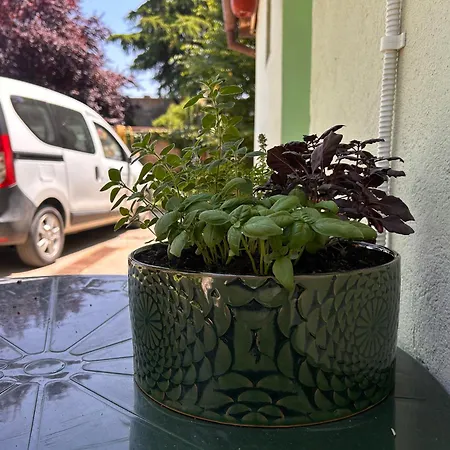 Black And Ginger Lägenhet Zrenjanin